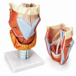 Larynx Full Size-2 Parts
